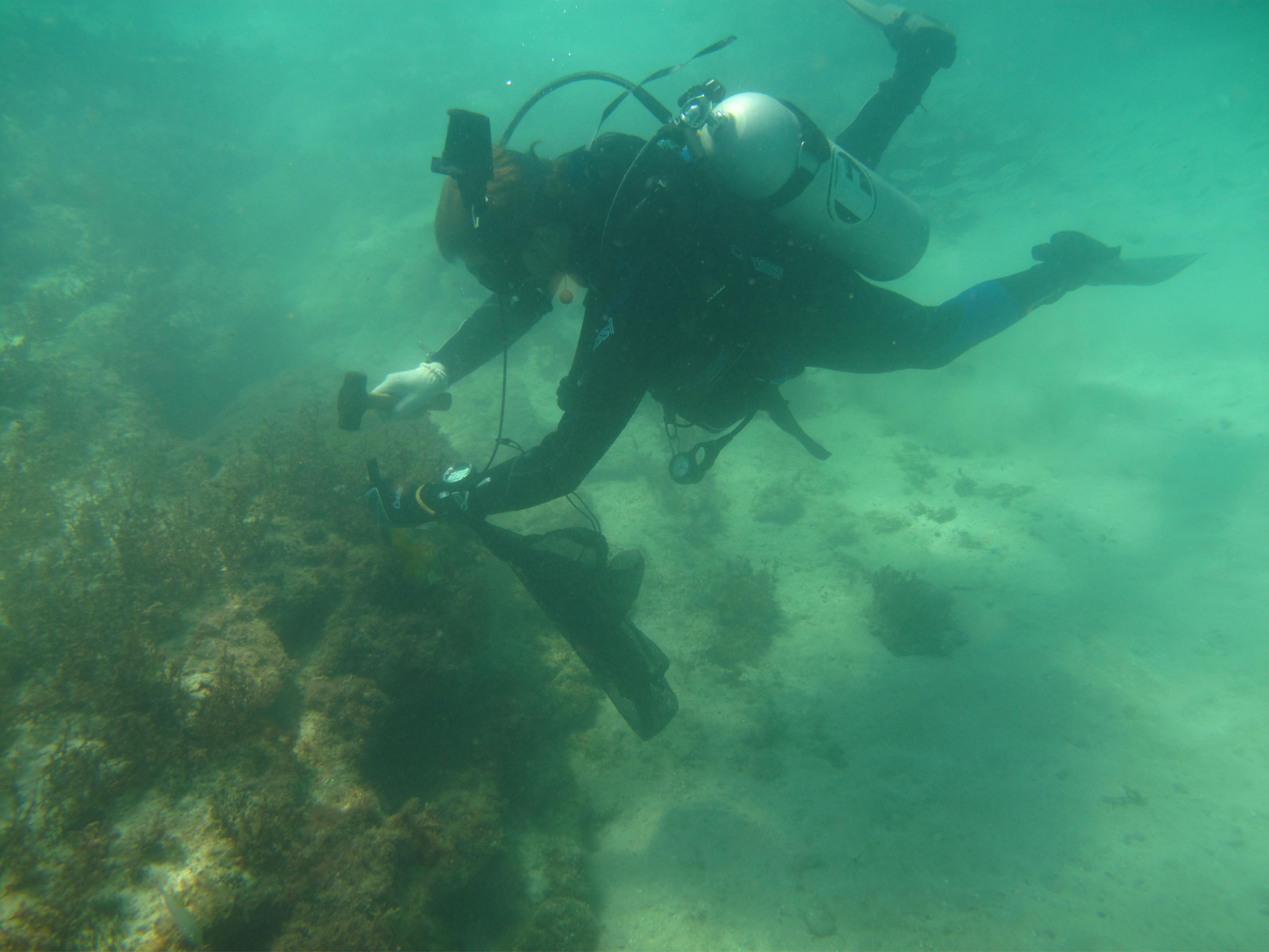 Atividades desenvolvidas